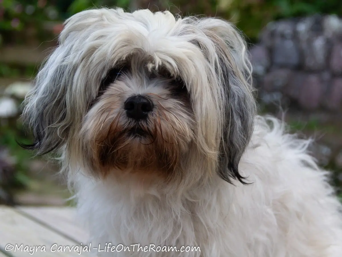 Awhite and gray Shih Tzu looking at the camera